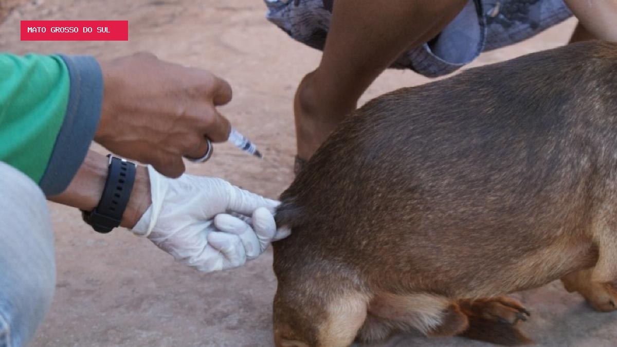 Vacinação contra a raiva percorre três bairros de Campo Grande nesta quinta