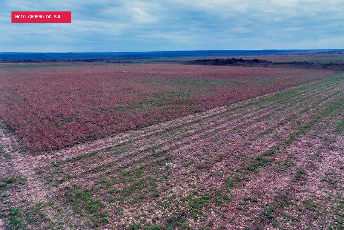 MPMS apura retirada de quase 30 hectares de vegetação em Bonito
