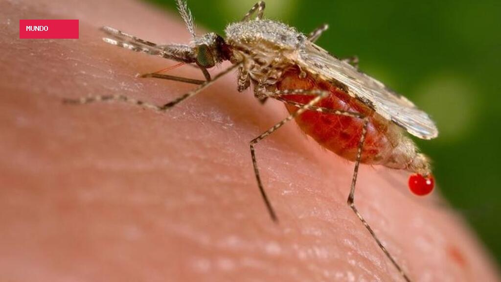 Aeroporto de Frankfurt registra mortes de funcionários por malária transmitida por mosquito