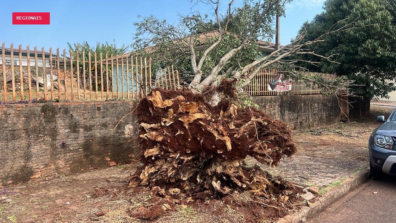 Cobertura de casa arrancada, queda de árvores e falta de energia: temporais deixam estragos em cidades do
