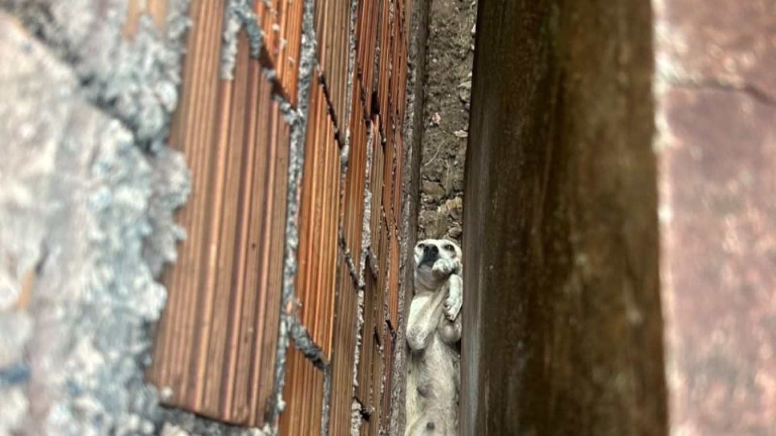 Cachorra presa em vão estreito entre duas residências em Ladário