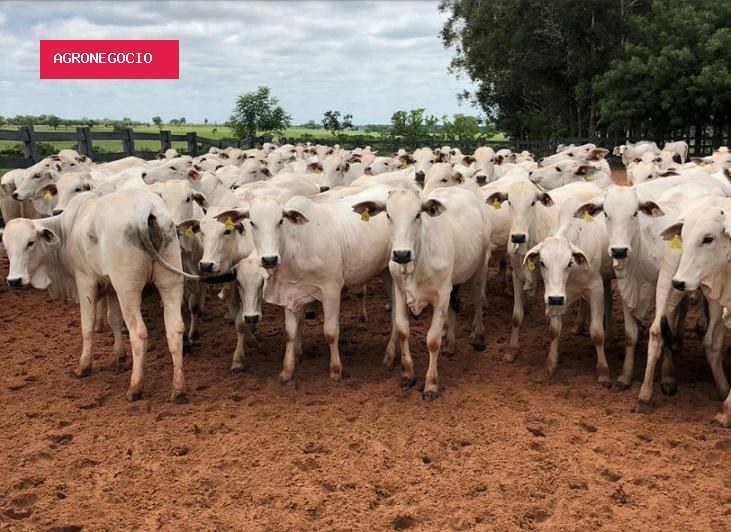 Preços do boi gordo continuam trajetória de alta