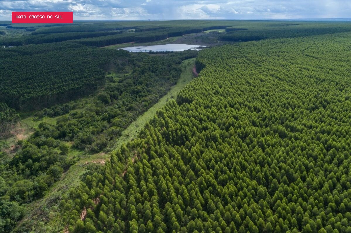 Celulose vira nova locomotiva da indústria em Mato Grosso do Sul