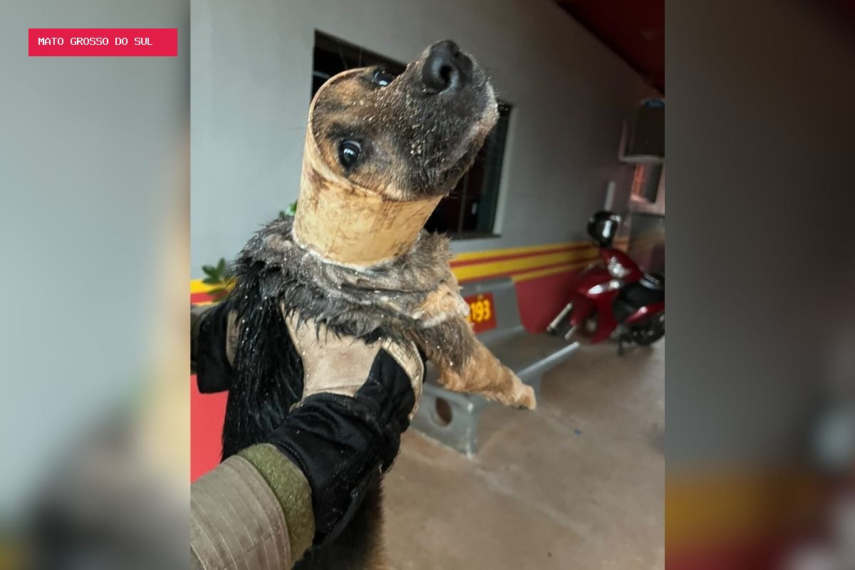 Cachorro fica preso em cano durante chuva forte e é resgatado por Bombeiros em MS
