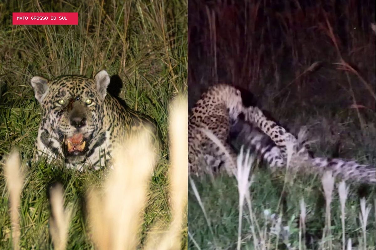 Machos de onça-pintada travam batalha sangrenta por fêmea no Pantanal; VÍDEO