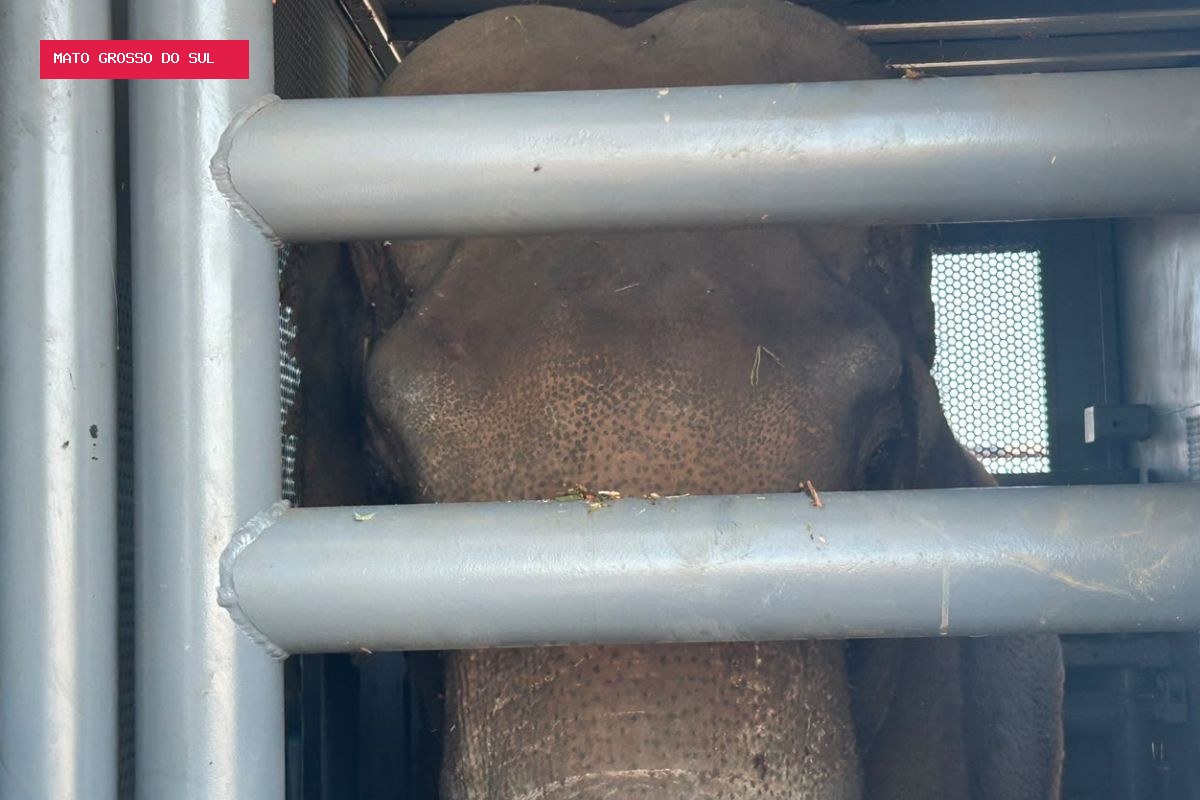 Elefante Sandro viaja com ar-condicionado, 700 kg de comida picada e cuidados especiais rumo a santuário