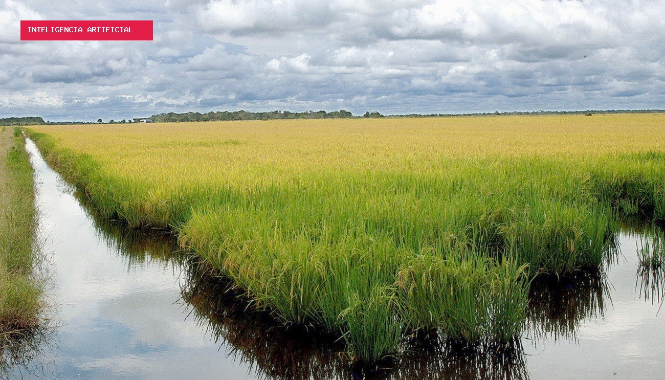 Google anuncia projeto que usa 200 mil hectares de arroz no Brasil contra mudanças climáticas