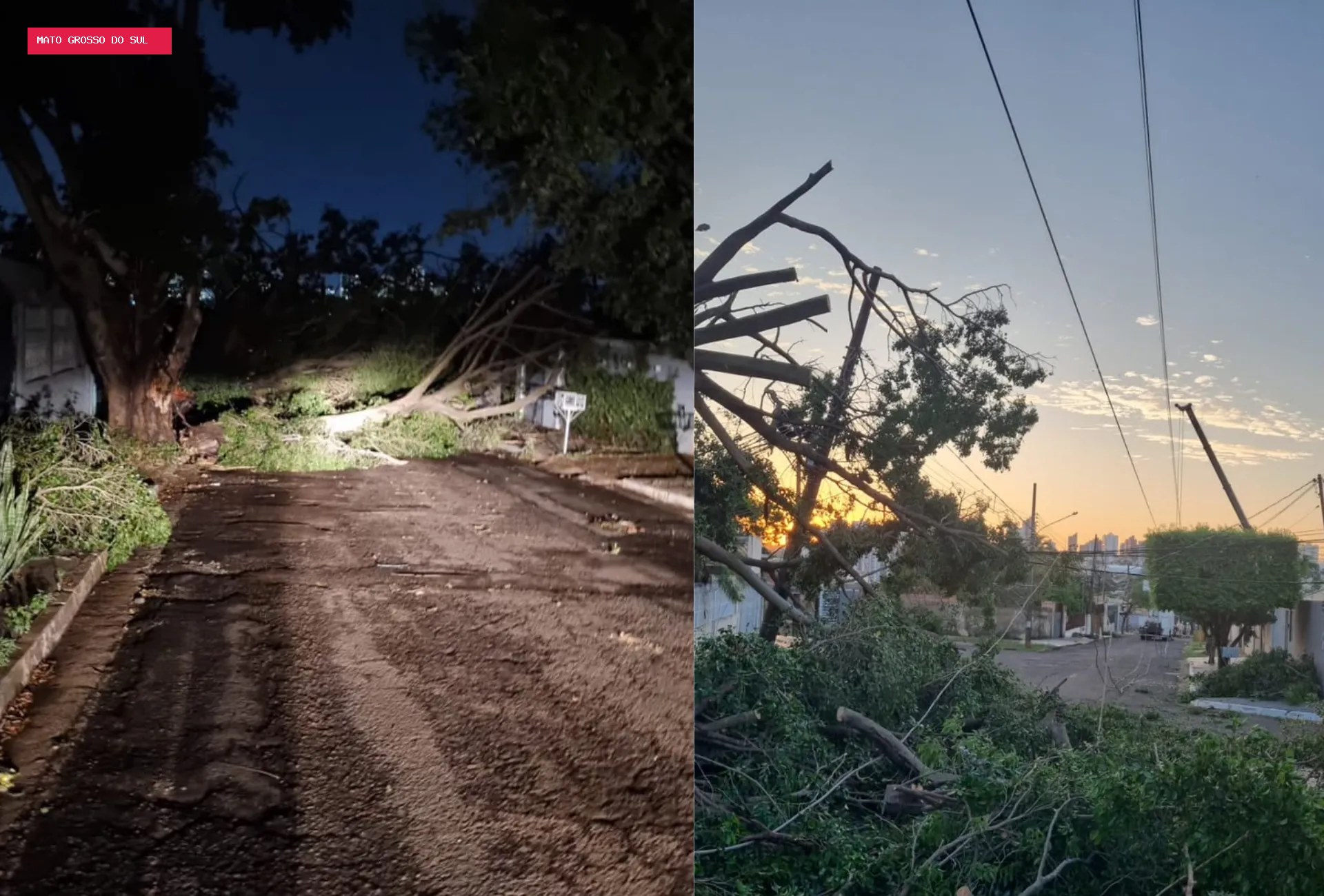 A cidade entre as mais arborizadas do país que sofre com quedas de árvores a cada temporal