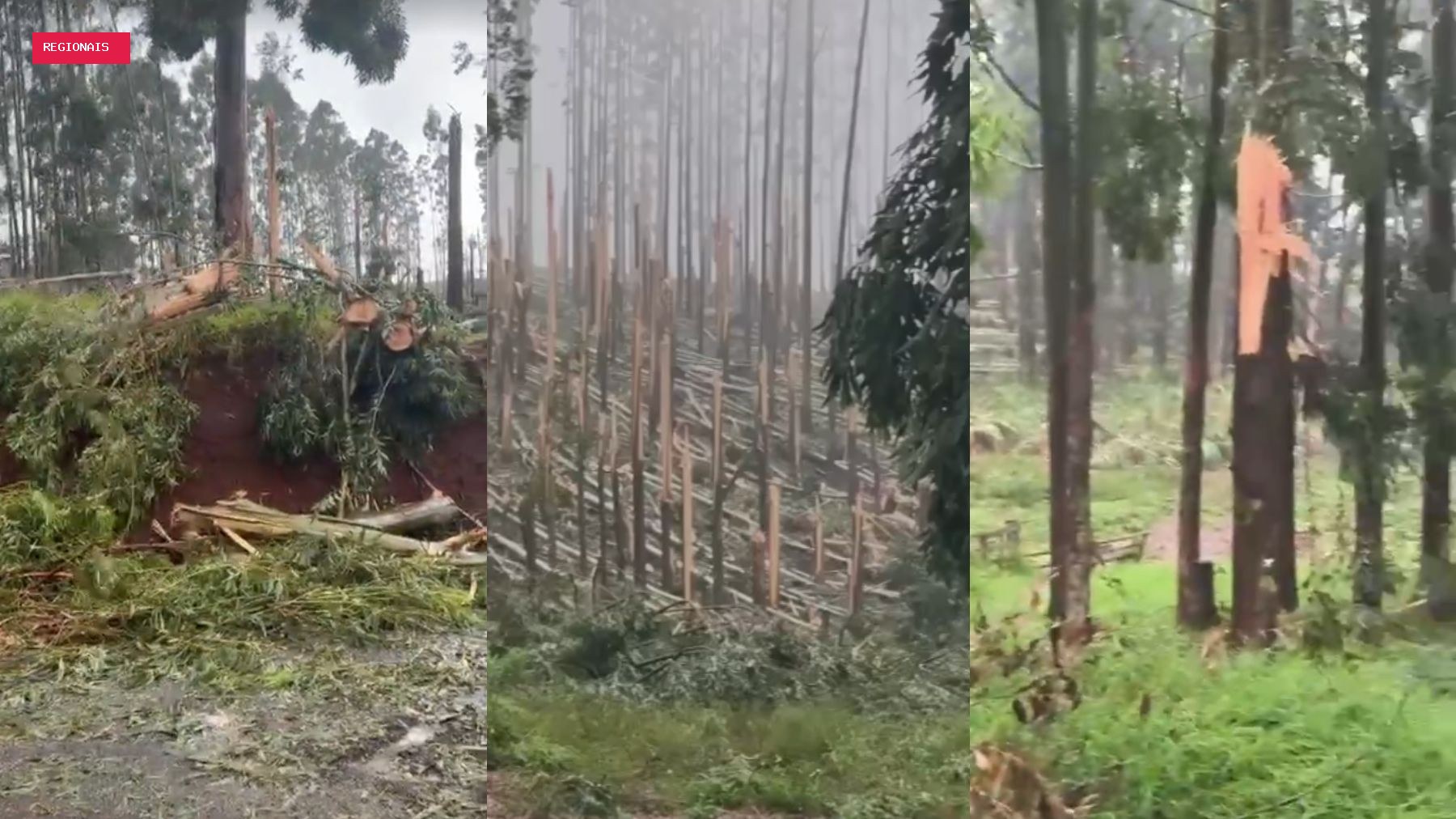 Tornado atinge plantação de eucaliptos e deixa rastro de destruição no Paraná