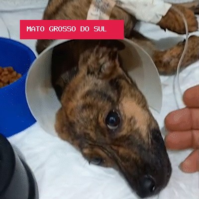 Cachorros resgatados de córrego lutam contra parvovirose e protetora pede ajuda