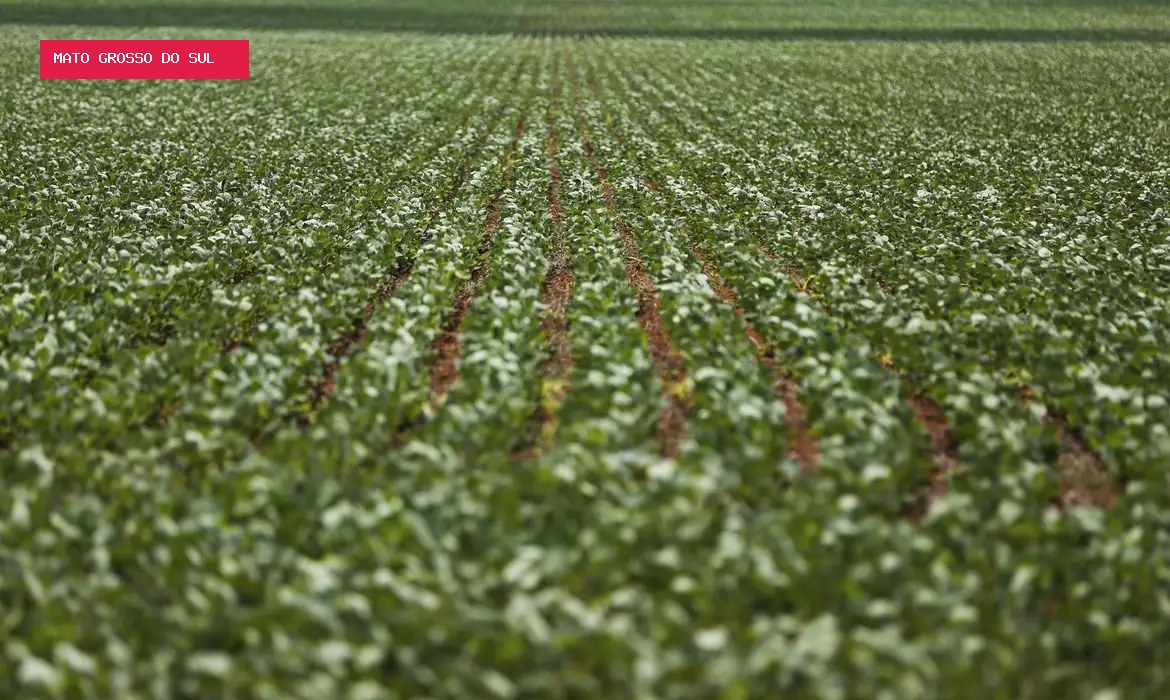 Crédito rural problemático dobra em MS e acende alerta para produtores