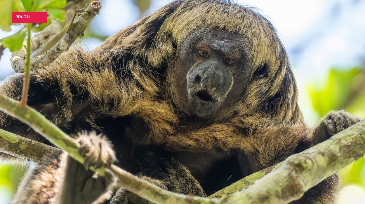 Nova rota turística permite observar até 15 espécies de primatas em quatro cidades de MT