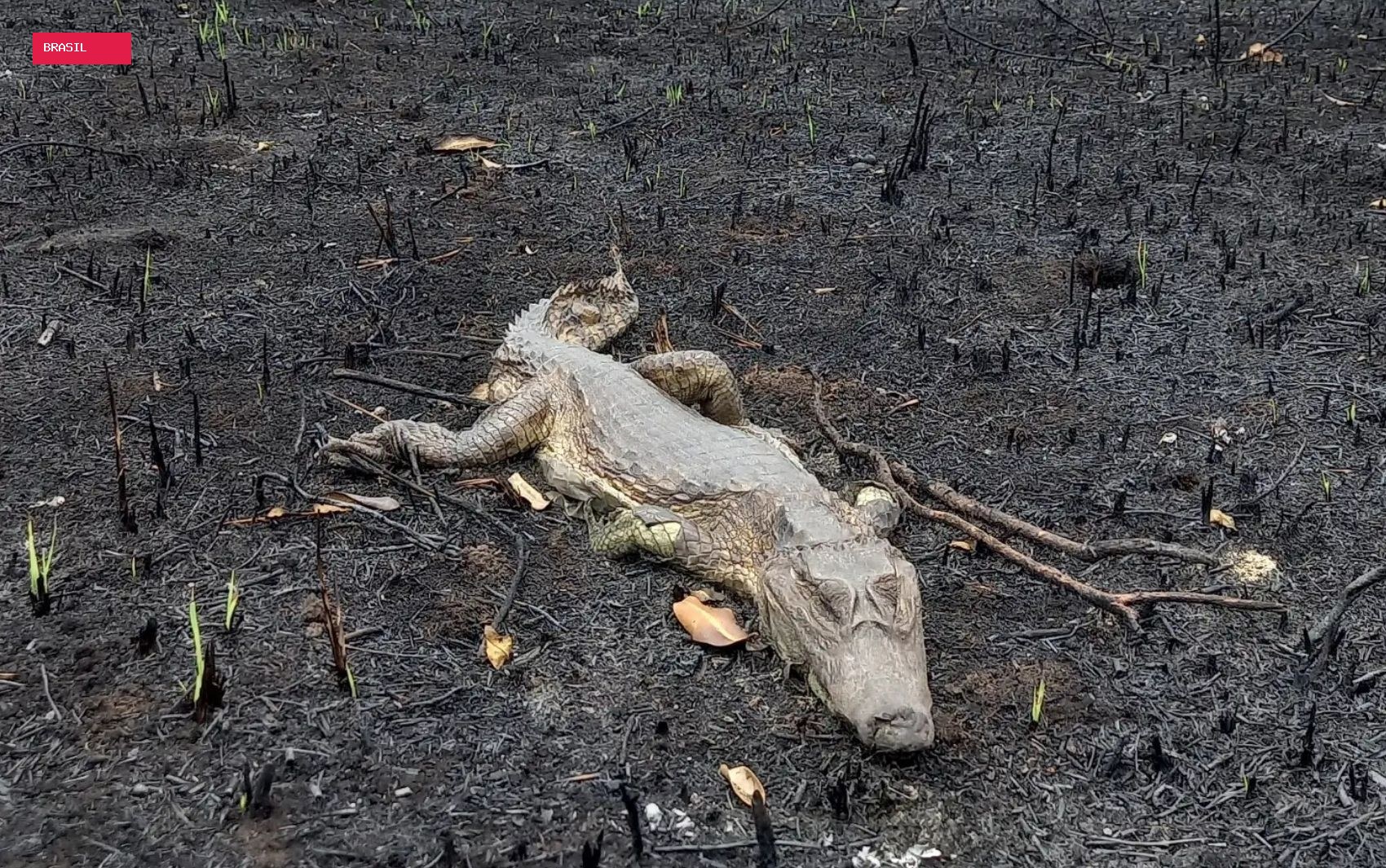 Formoso do Araguaia entra em situação de emergência após incêndio destruir casas, vegetação e matar animais