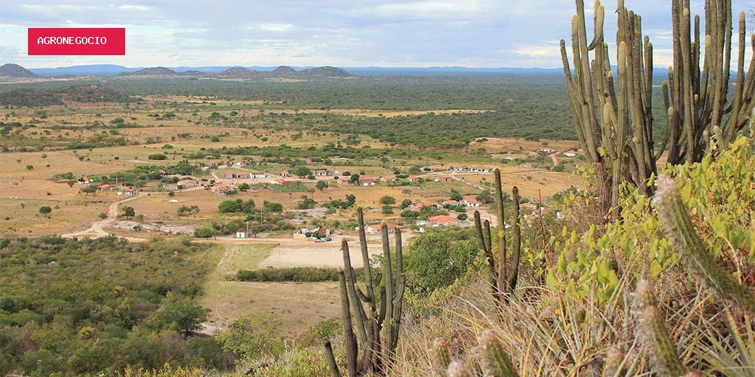 Fungos da Caatinga podem combater doenças agrícolas e resistir ao calor extremo