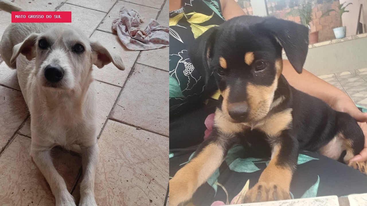 Cães somem após portão de casa amanhecer aberto no Jardim Novos Estados