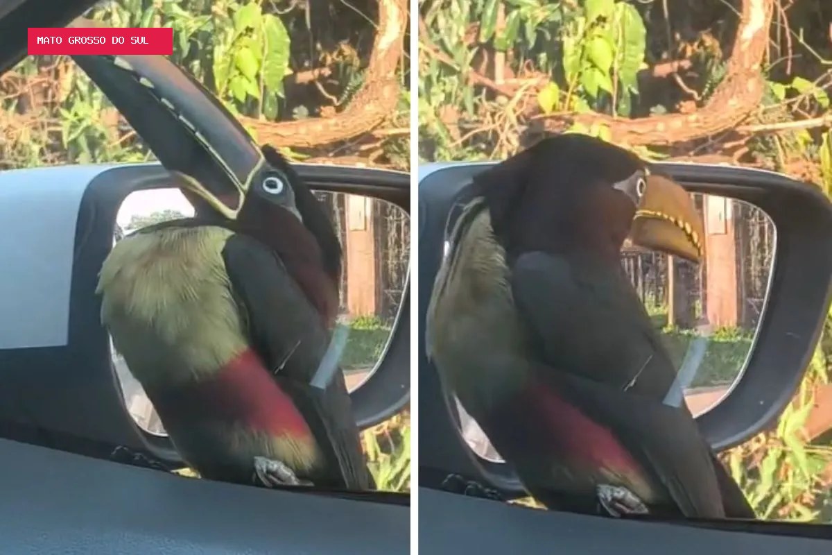 Tucano 'diferentão' pousa em janela de carro e assusta motorista em Campo Grande; VÍDEO