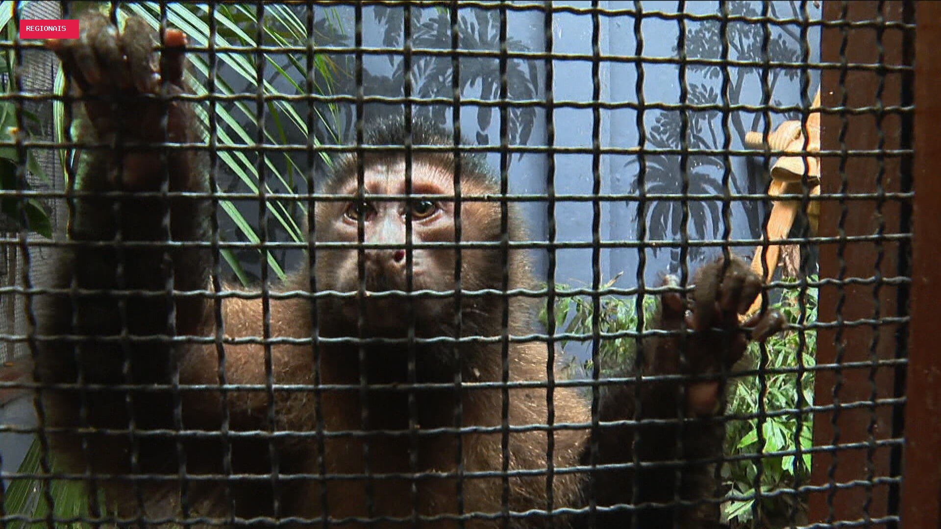 Venda ilegal de animais silvestres cresce em grupos de mensagens no Rio