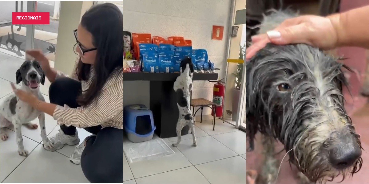 Cachorra foge de casa e é resgatada dentro de rio em SP após 11 dias perdida