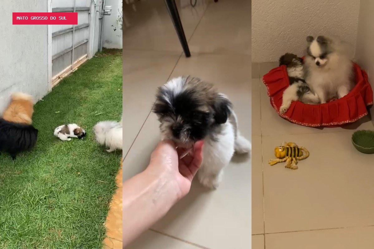 Shih-tzu agredida por influenciadora ganha nome e lar temporário com delegada de MS