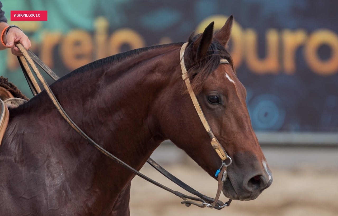 Vendas de cavalos crioulos crescem 17% na Expointer 2026