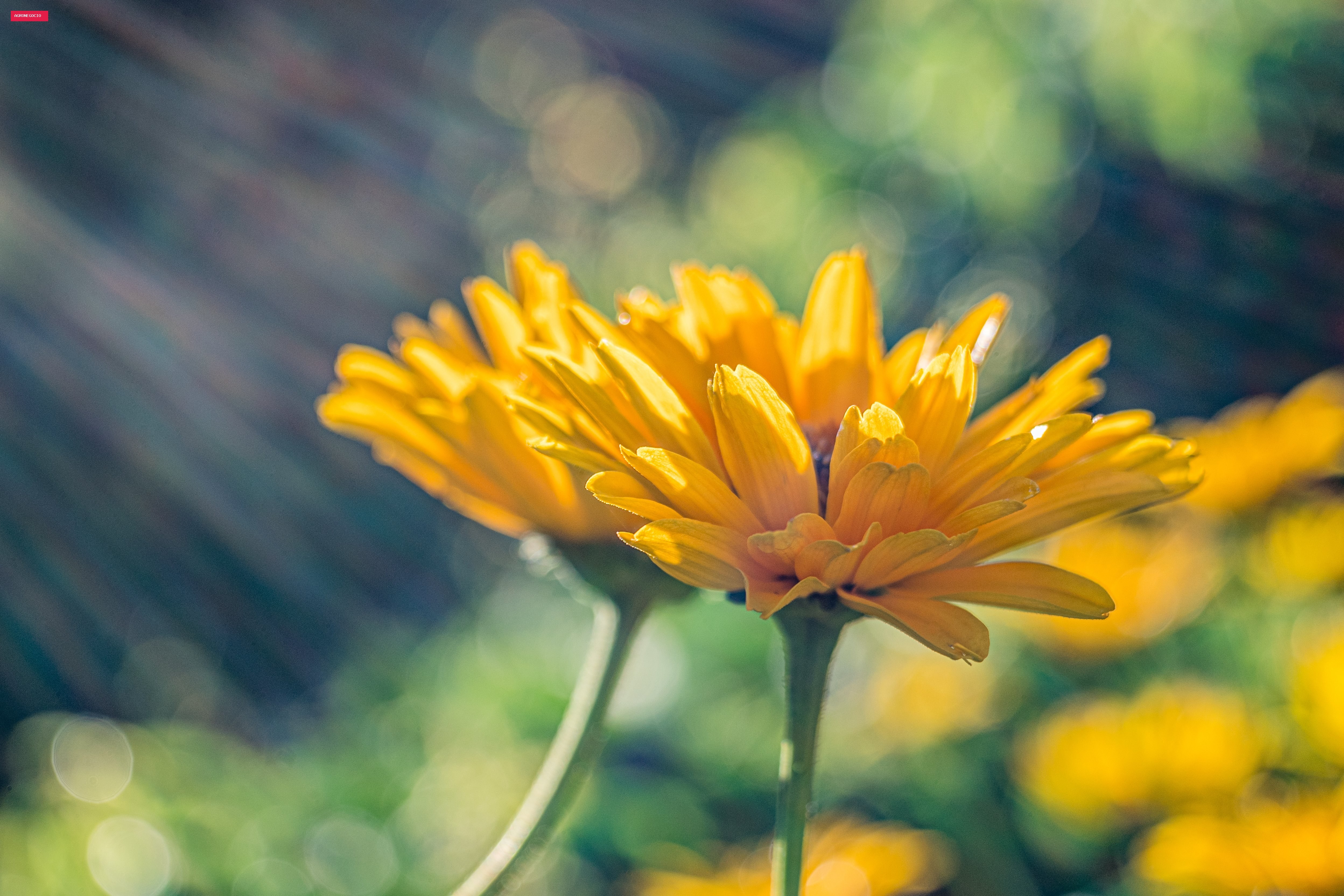 Pesquisa transforma bagaço de uva em biofertilizante para flores comestíveis