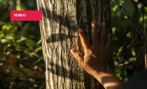 Restauração florestal avança no mundo com exemplos positivos no Brasil