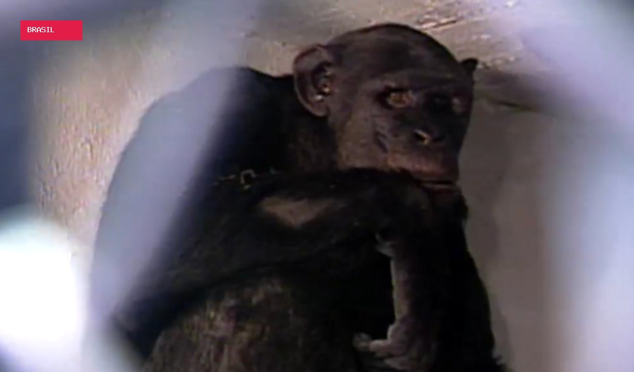 Serafim, chimpanzé do Zoológico de BH, morre aos 38 anos
