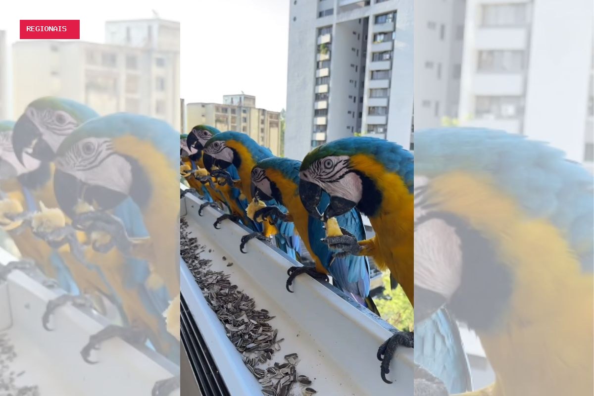 Mulher conquista araras e aves passam a visitar sua janela diariamente