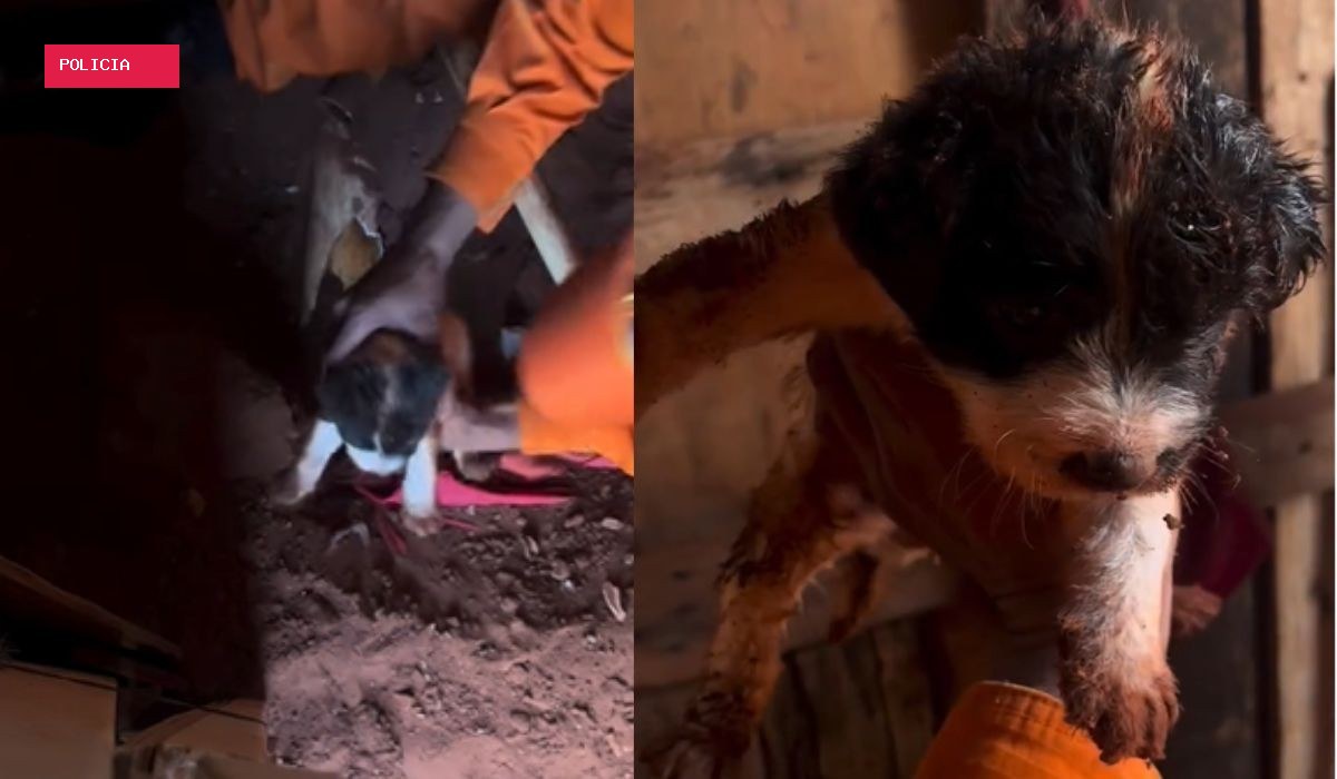 Filhote de cachorro fica preso em tubulação de esgoto e é resgatado pelos bombeiros em MS