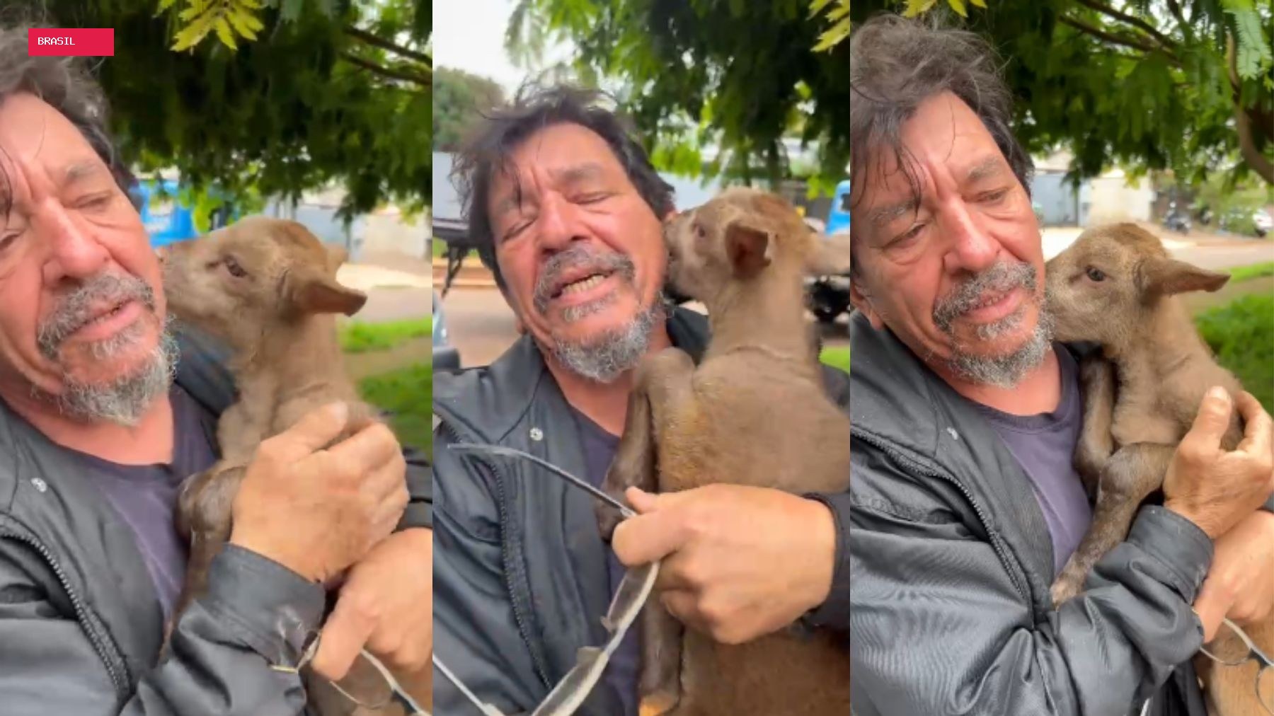 Filhotinho de cabra é levado por motoboy no Paraná, campanha para encontrá-lo viraliza e reencontro é