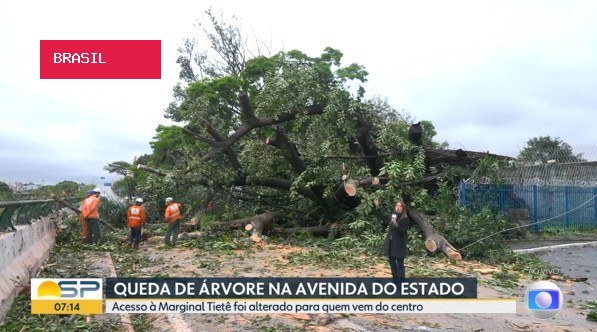 Queda de árvore bloqueia trecho da Avenida do Estado no acesso à Marginal Tietê