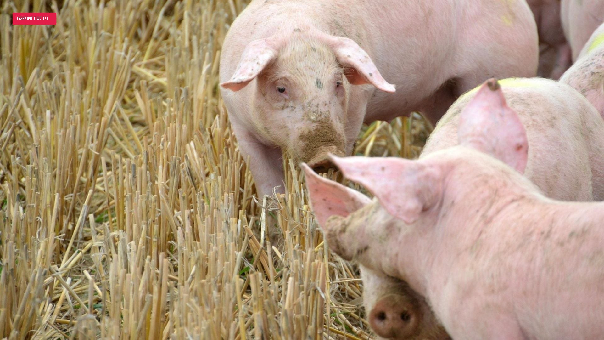 Maior procura por carne suína eleva demanda por animais para abate