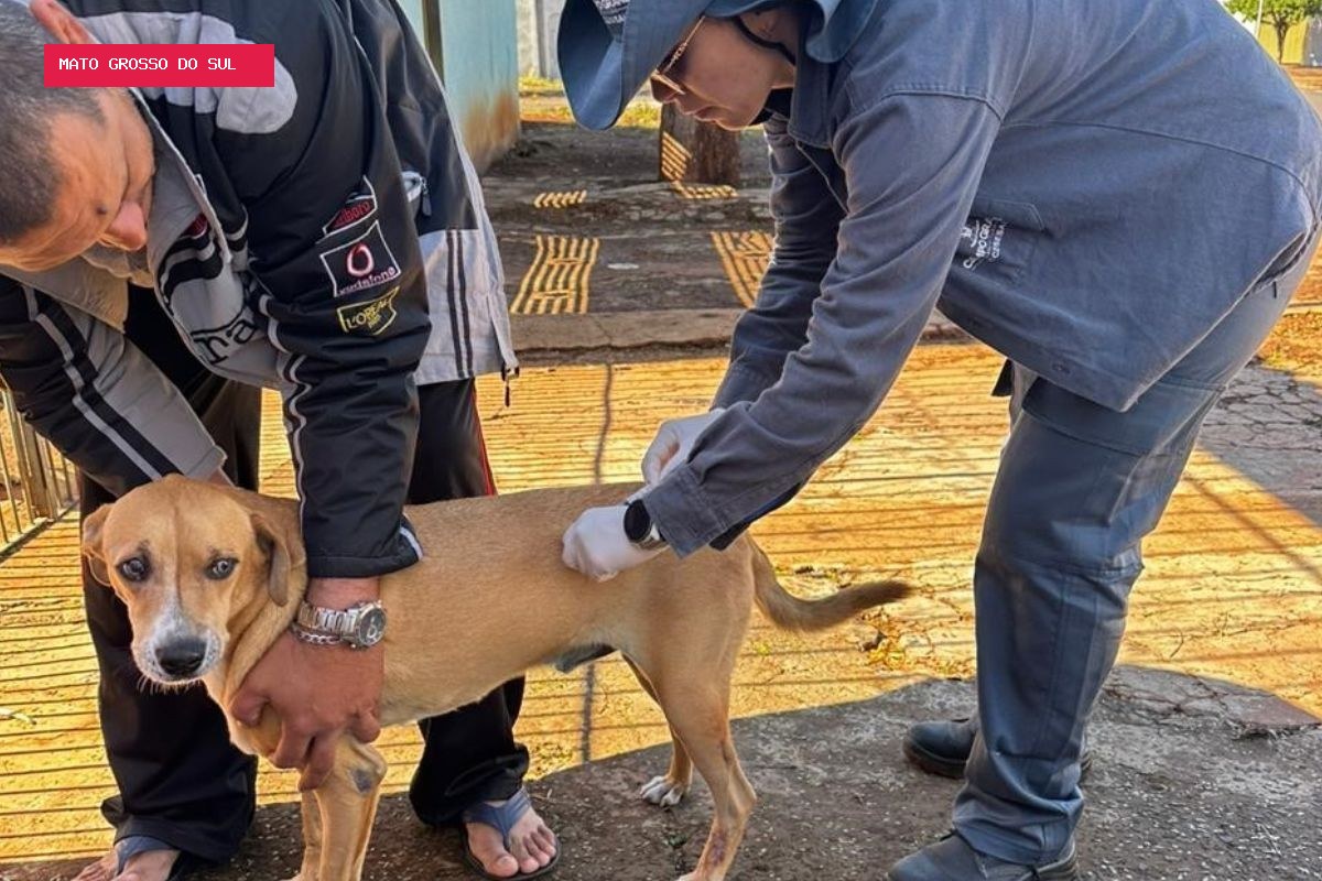 Campo Grande tem vacinação gratuita contra a raiva para cães e gatos neste fim de semana