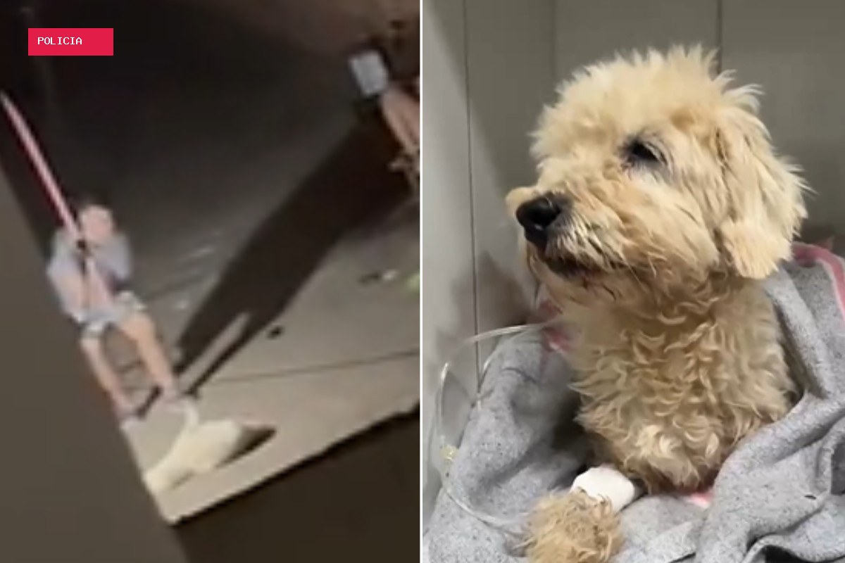 Mulher é presa por espancar cão com cabo de vassoura e agredir namorada em Campo Grande; VÍDEO
