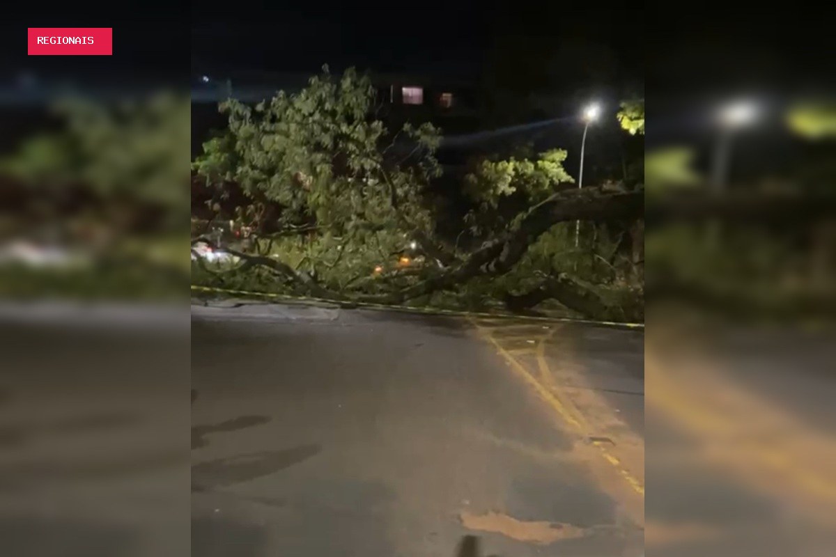 Árvore de grande porte cai em cima de carro na Asa Norte e interdita via