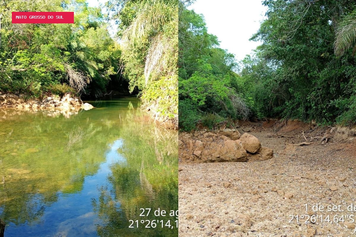 Estiagem deixa 4 km do Rio da Prata sem fluxo de água em MS; mais de 200 peixes foram resgatados