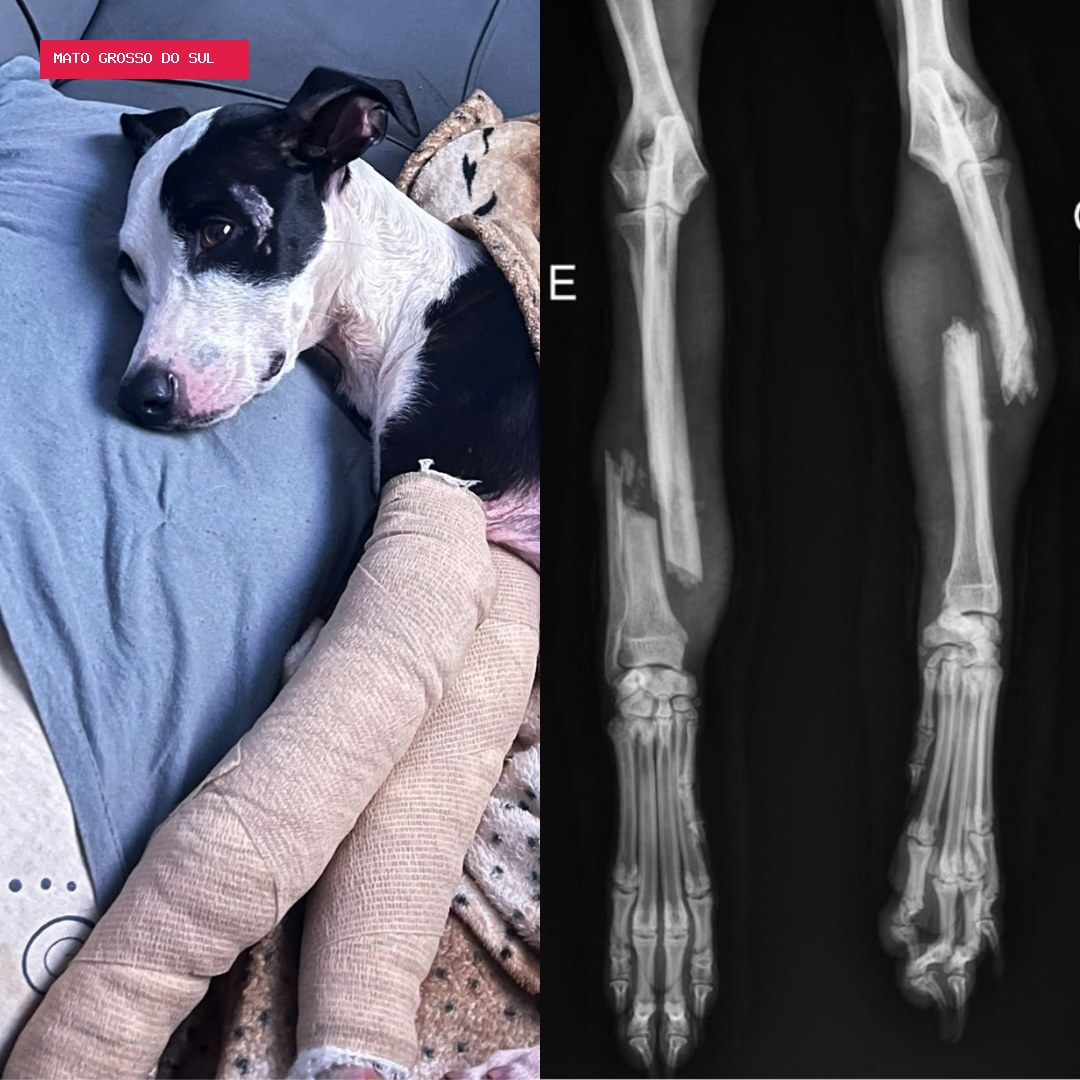 Após duas semanas desaparecido, Máscara volta para casa com patas quebradas