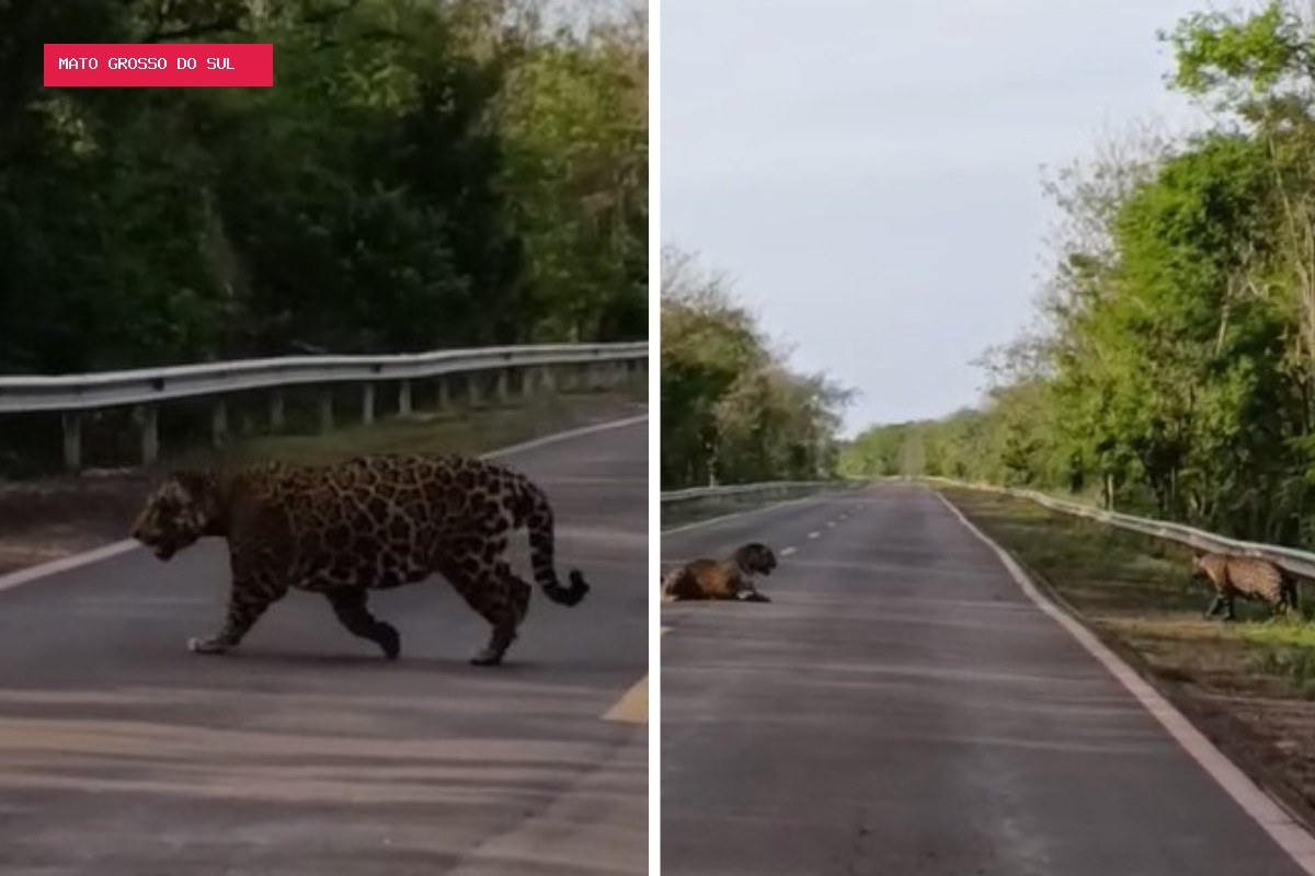 Casal de onças-pintadas para o trânsito e atravessa BR-262 'desfilando' em MS; VÍDEO