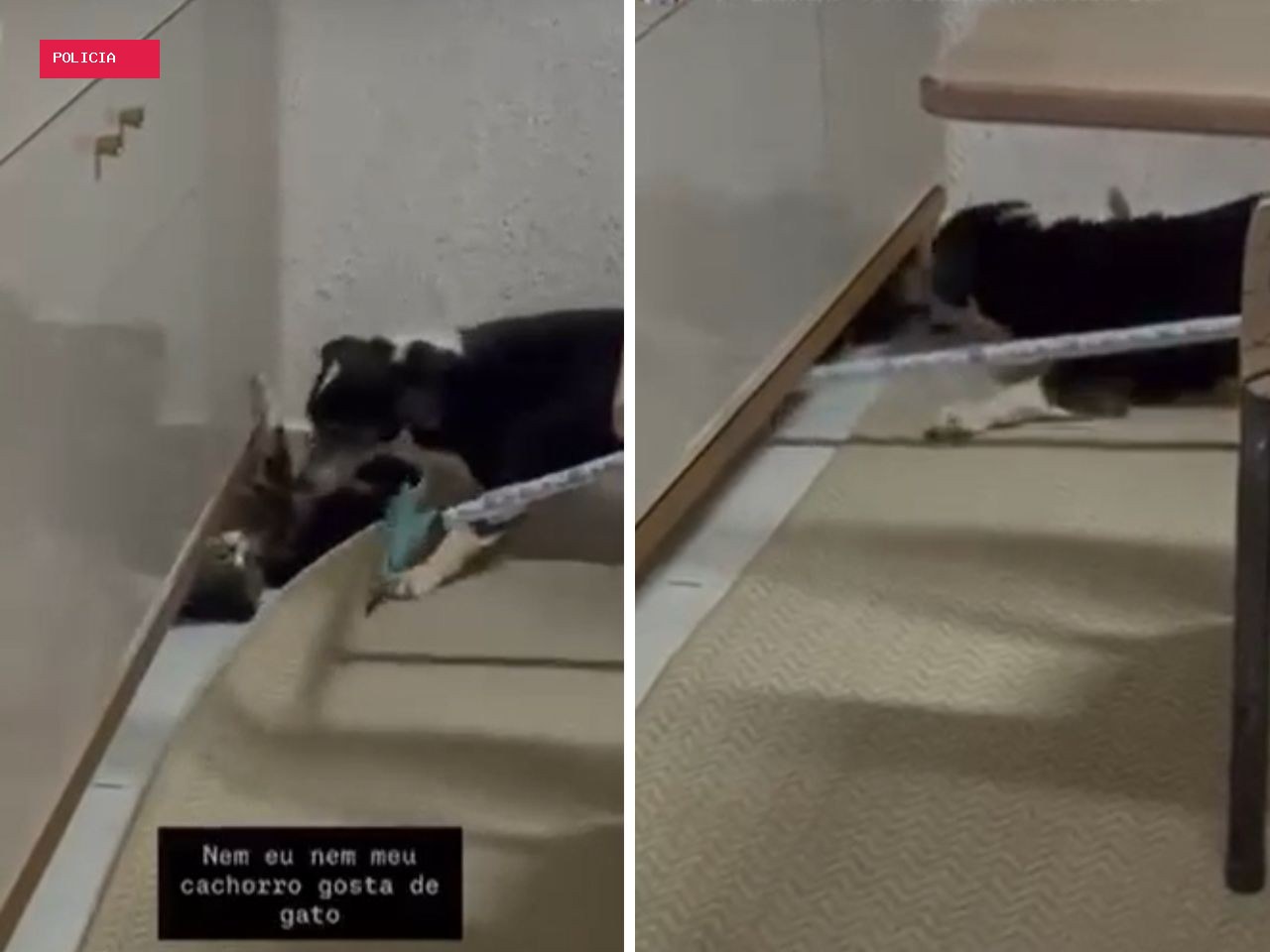 Mulher posta vídeo de cachorro atacando gato, gera revolta de moradores e vira alvo da polícia em MS