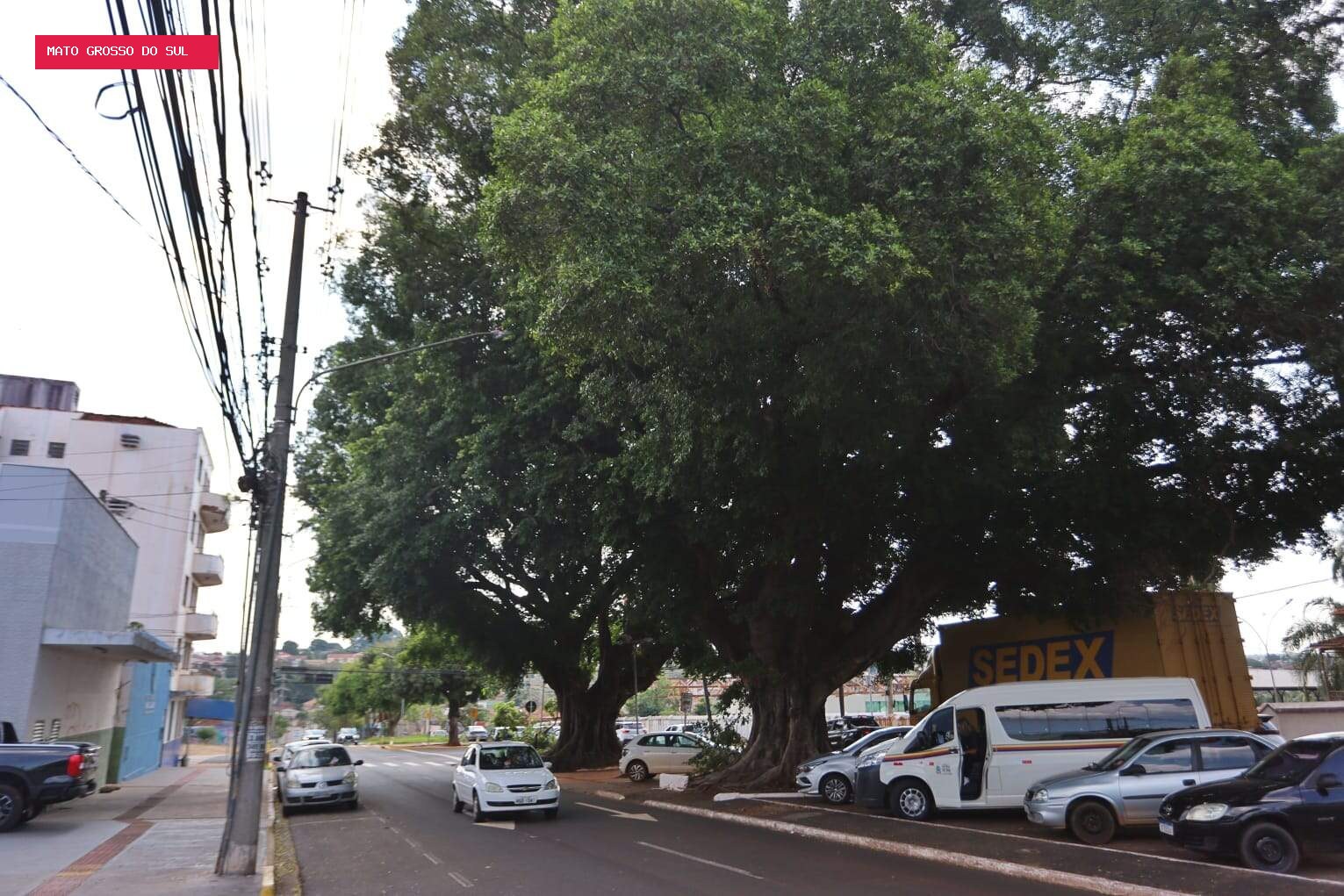 Figueiras históricas ganham novas gerações pelas mãos da ciência