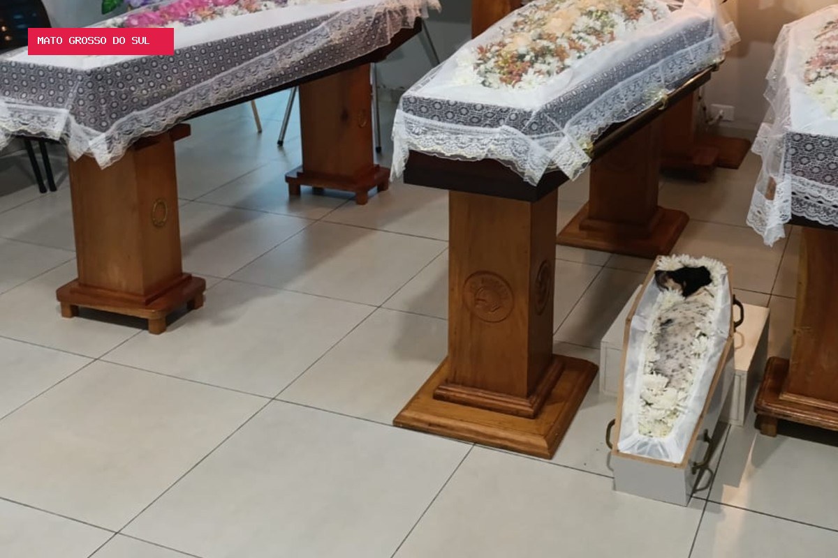 Cachorrinha velada ao lado de pai e filhas mortos em acidente na BR-163 deve ser cremada em MS
