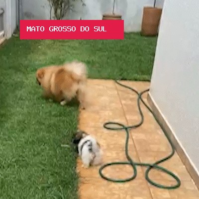 Sobrevivente de maus-tratos, filhotinha ganha nome, lar e turma de 4 patas