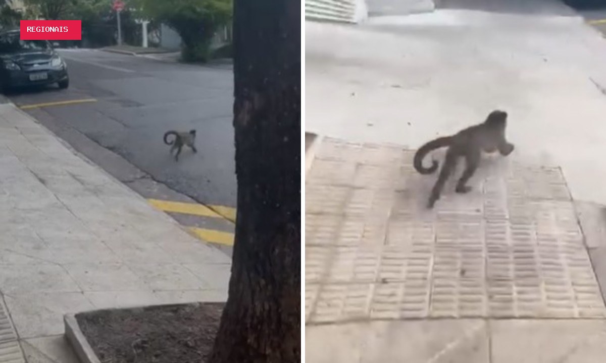 Macaco-prego é flagrado passeando por bairros do Centro e da Zona Oeste de SP