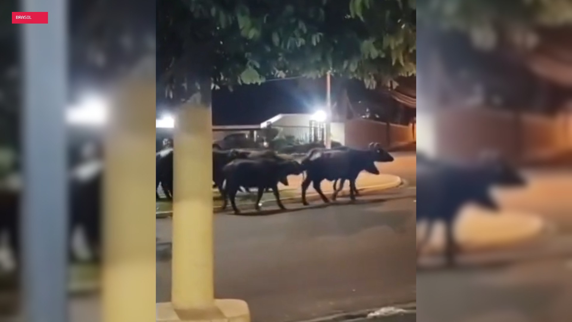 Moradores encontram manada de búfalos que 'passeava' por avenida e acionam prefeitura em Ibitinga