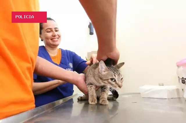 Castração de cães e gatos fica sem interessados em Campo Grande