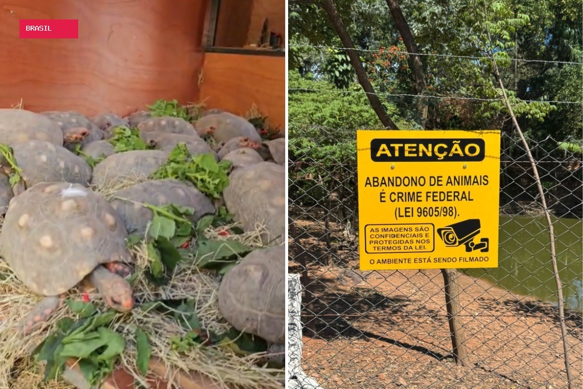 Ministério Público fixa prazo para prefeitura retirar 180 jabutis de praça pública no interior de SP