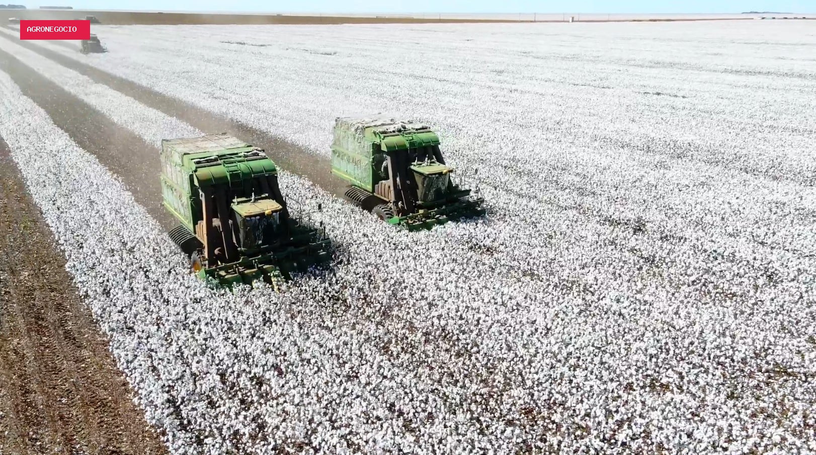 Brasil reduz área de algodão, mas produtividade deve bater recorde