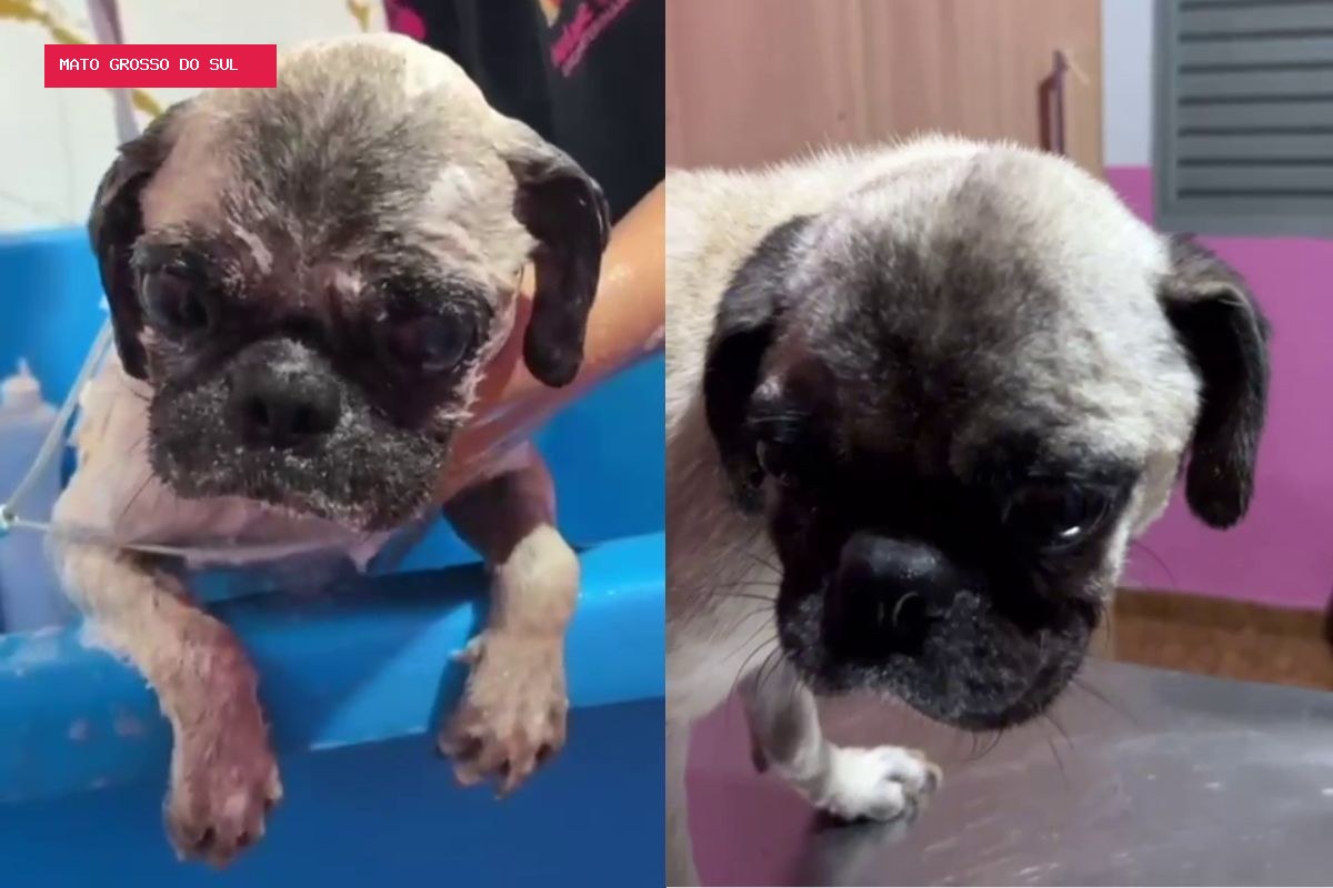 Cachorro pug é resgatado ferido e infestado por carrapatos; dona é presa por maus-tratos