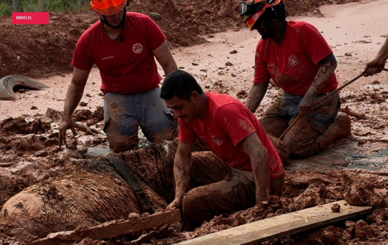 Morre égua resgatada após ficar 24 horas soterrada e coberta de lama; VÍDEO