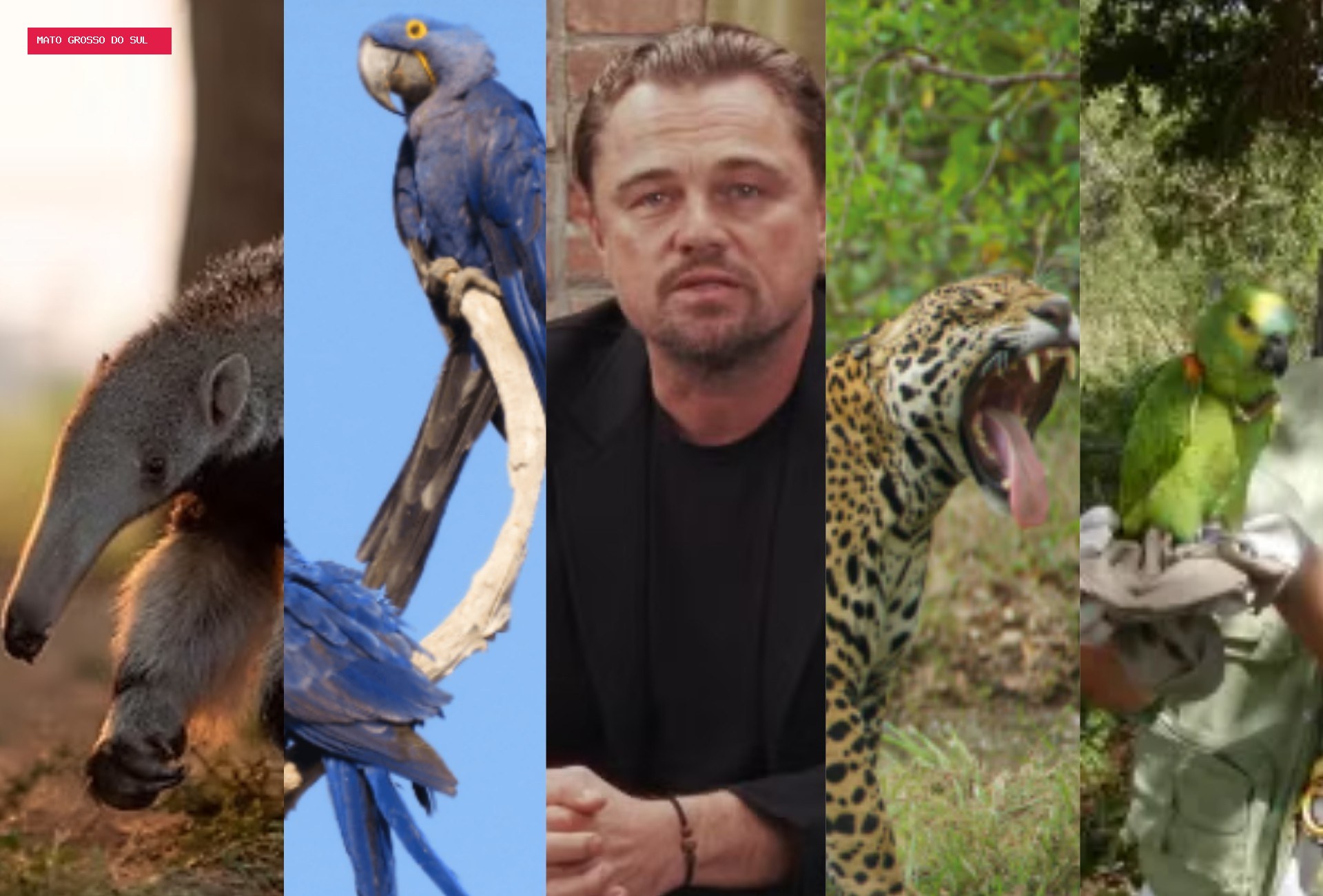 Leonardo DiCaprio veio ao Pantanal para conhecer projetos que protegem onças, araras e tamanduás